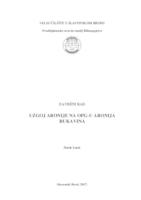 Uzgoj aronije na OPG-u Aronija Rukavina